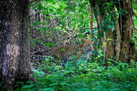 Leopard cub at Yala, Sri Lanka