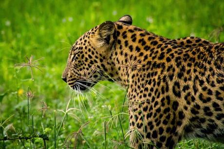 Leopard at Yala National Park, located in southeastern Sri Lanka.