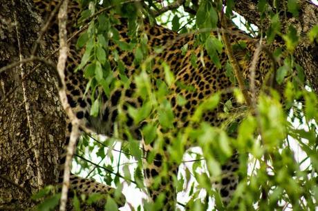 Leopard hiding in a tree at Yala, Sri Lanka