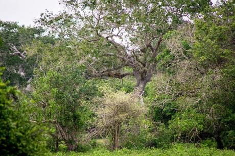 leopard in a tree at Yala, Sri Lanka
