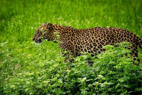 Yala has the highest population density of leopard in the world!