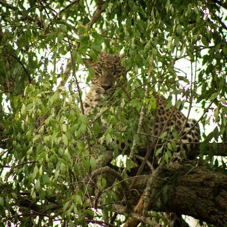 Leopard hanging out in a tree at Yala National Park, Sri Lanka