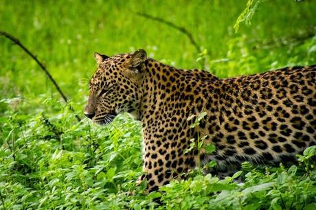 Leopard at Yala.
