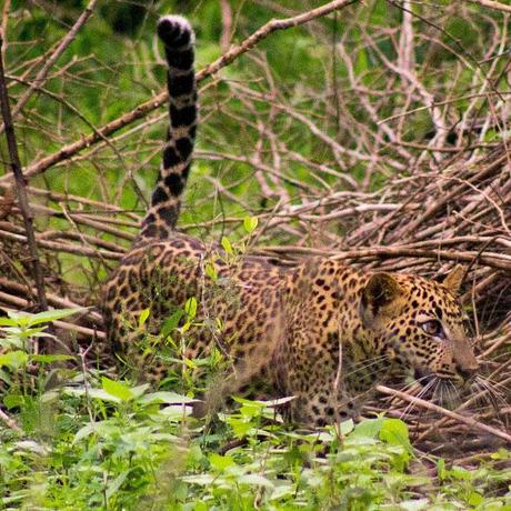 Leopard cub at Yala National Park in Sri Lanka