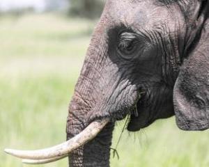 India elephant-ap
