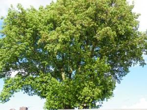 How to Choose a Garden Tree
