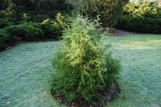 Juniperus procera (30/12/14, Kew Gardens, London)