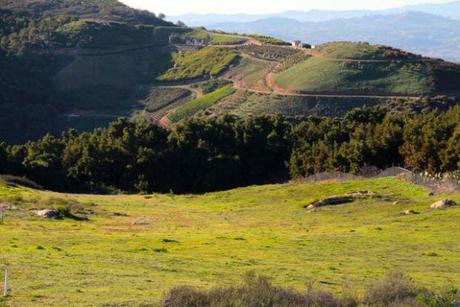 Let Me Call You Sweetheart, Fuerte Avocados! green hills