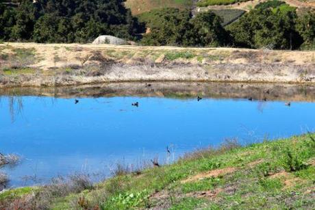 Let Me Call You Sweetheart, Fuerte Avocados! mallards