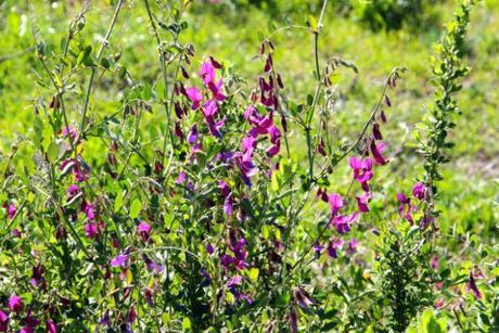 Let Me Call You Sweetheart, Fuerte Avocados! wild flowers