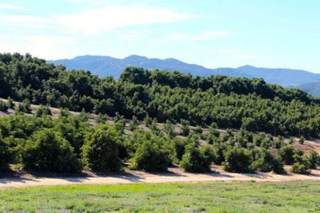 Let Me Call You Sweetheart, Fuerte Avocados! green grove