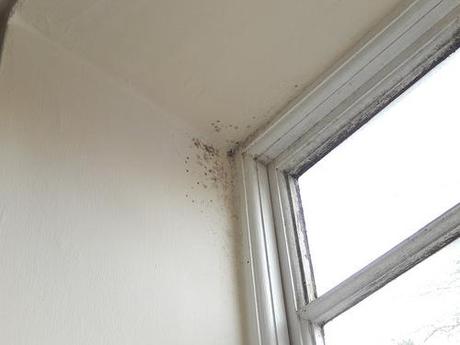 Combating Mould