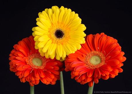 Fusion and Zodiac Gerbera Daisies © 2015 Patty Hankins