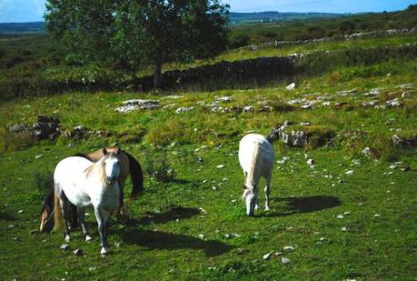Horses in The Burren - County Claire, Ireland