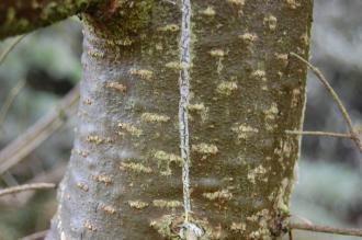 Abies sachalinensis Bark (30/12/14, Kew Gardens, London)
