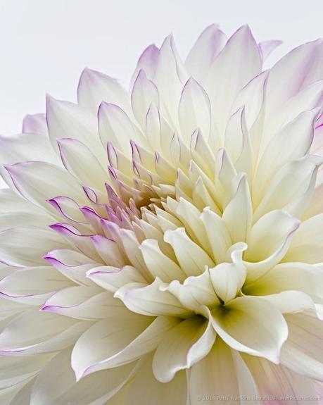 New Photo: Petals of a Purple and White Dahlia Petals of a Purple & White Dahlia © 2014 Patty Hankins