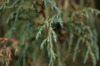 Juniperus recurva Leaf (30/12/14, Kew Gardens, London)