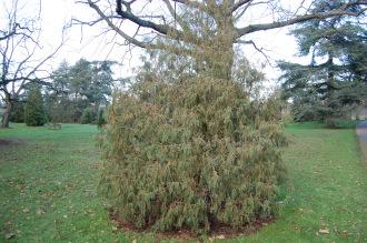 Juniperus recurva (30/12/14, Kew Gardens, London)