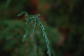 Juniperus virginiana 'Glauca' Leaf (30/12/14, Kew Gardens, London)