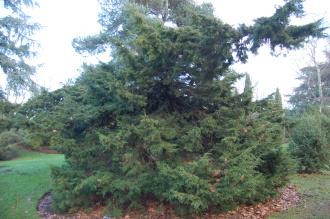 Juniperus virginiana 'Glauca' (30/12/14, Kew Gardens, London)