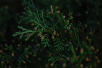 Juniperus virginiana 'Glauca' Pollen Cones (30/12/14, Kew Gardens, London)
