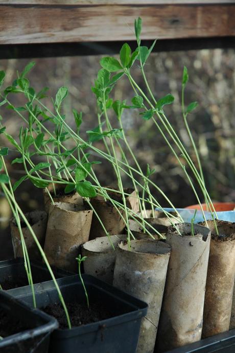 Recycled containers for sweet peas