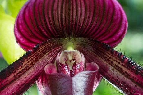 Paphiopedilum Orchid © 2015 Patty Hankins