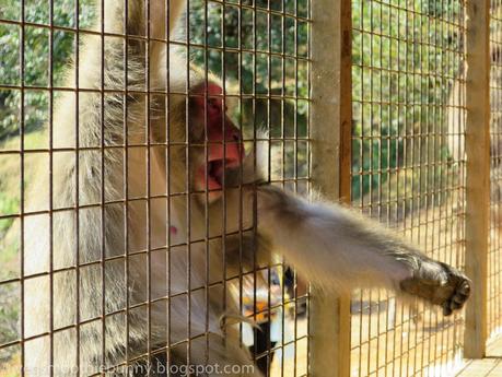 Osaka/ Tokyo Autumn Itinerary 2014: Day 3- Kyoto's Arashiyama/ Monkey Park/ Bamboo Groves/