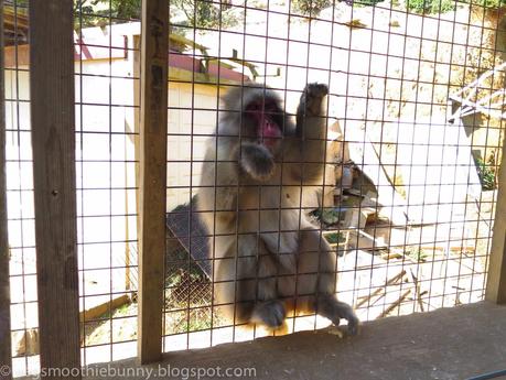 Osaka/ Tokyo Autumn Itinerary 2014: Day 3- Kyoto's Arashiyama/ Monkey Park/ Bamboo Groves/