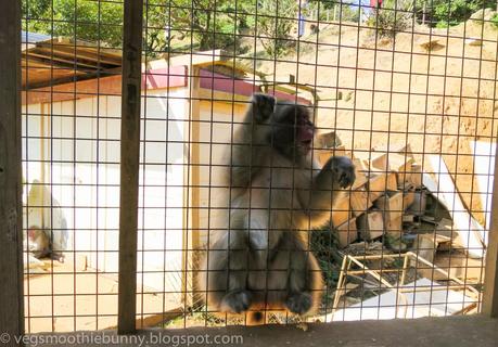 Osaka/ Tokyo Autumn Itinerary 2014: Day 3- Kyoto's Arashiyama/ Monkey Park/ Bamboo Groves/