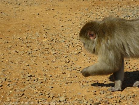 Osaka/ Tokyo Autumn Itinerary 2014: Day 3- Kyoto's Arashiyama/ Monkey Park/ Bamboo Groves/