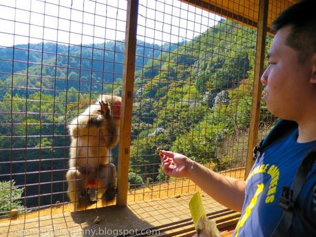 Osaka/ Tokyo Autumn Itinerary 2014: Day 3- Kyoto's Arashiyama/ Monkey Park/ Bamboo Groves/