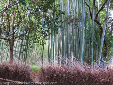 Osaka/ Tokyo Autumn Itinerary 2014: Day 3- Kyoto's Arashiyama/ Monkey Park/ Bamboo Groves/