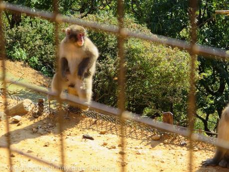 Osaka/ Tokyo Autumn Itinerary 2014: Day 3- Kyoto's Arashiyama/ Monkey Park/ Bamboo Groves/