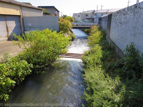 Osaka/ Tokyo Autumn Itinerary 2014: Day 3- Kyoto's Arashiyama/ Monkey Park/ Bamboo Groves/