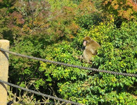 Osaka/ Tokyo Autumn Itinerary 2014: Day 3- Kyoto's Arashiyama/ Monkey Park/ Bamboo Groves/