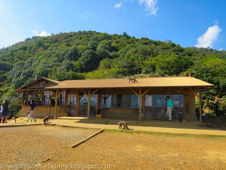 Osaka/ Tokyo Autumn Itinerary 2014: Day 3- Kyoto's Arashiyama/ Monkey Park/ Bamboo Groves/