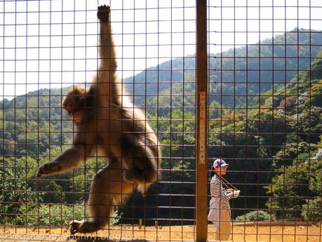 Osaka/ Tokyo Autumn Itinerary 2014: Day 3- Kyoto's Arashiyama/ Monkey Park/ Bamboo Groves/