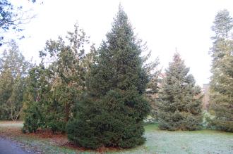 Picea schrenkiana (30/12/14, Kew Gardens, London)