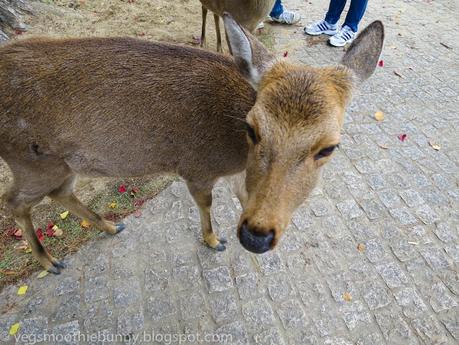 Osaka/ Tokyo Autumn Itinerary 2014: Day 4 (Part 1)- Kyoto's Nara Deer Park