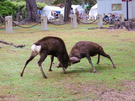 Osaka/ Tokyo Autumn Itinerary 2014: Day 4 (Part 1)- Kyoto's Nara Deer Park