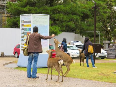 Osaka/ Tokyo Autumn Itinerary 2014: Day 4 (Part 1)- Kyoto's Nara Deer Park