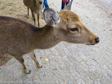 Osaka/ Tokyo Autumn Itinerary 2014: Day 4 (Part 1)- Kyoto's Nara Deer Park