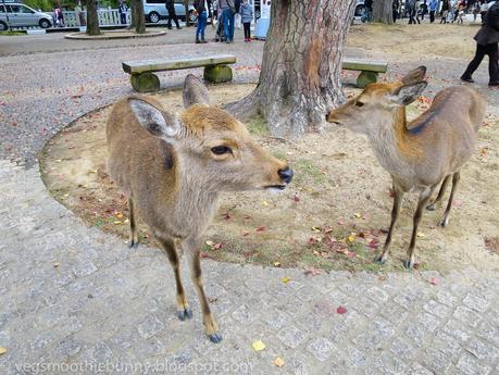 Osaka/ Tokyo Autumn Itinerary 2014: Day 4 (Part 1)- Kyoto's Nara Deer Park