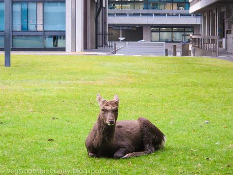 Osaka/ Tokyo Autumn Itinerary 2014: Day 4 (Part 1)- Kyoto's Nara Deer Park