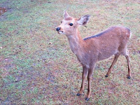 Osaka/ Tokyo Autumn Itinerary 2014: Day 4 (Part 1)- Kyoto's Nara Deer Park