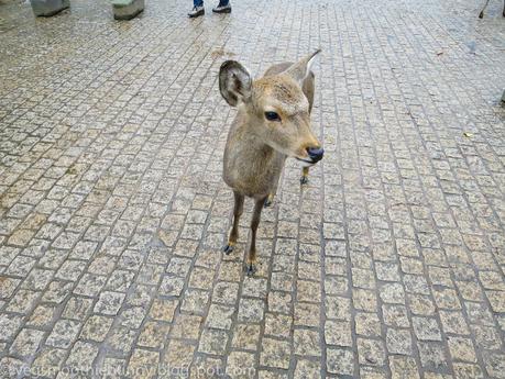 Osaka/ Tokyo Autumn Itinerary 2014: Day 4 (Part 1)- Kyoto's Nara Deer Park