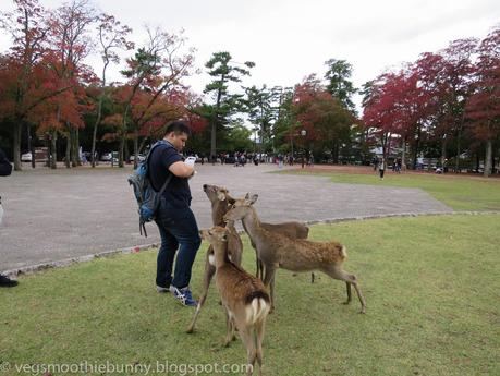 Osaka/ Tokyo Autumn Itinerary 2014: Day 4 (Part 1)- Kyoto's Nara Deer Park