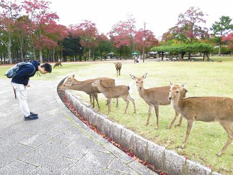 Osaka/ Tokyo Autumn Itinerary 2014: Day 4 (Part 1)- Kyoto's Nara Deer Park