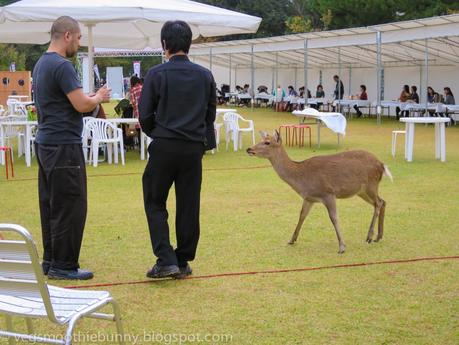 Osaka/ Tokyo Autumn Itinerary 2014: Day 4 (Part 1)- Kyoto's Nara Deer Park